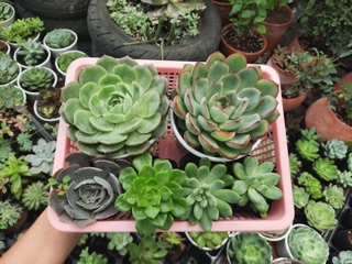 Combo 100k sen đá( 10cây 3-8cm)