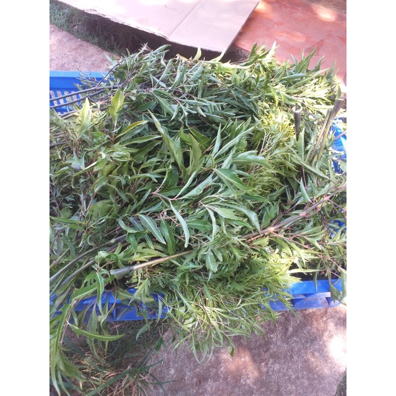 Lá đinh lăng tươi