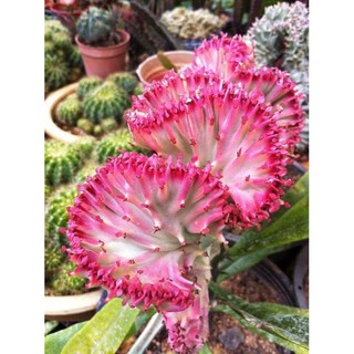 Xương rồng Euphorbia lactea variegata cristata (hiếm)