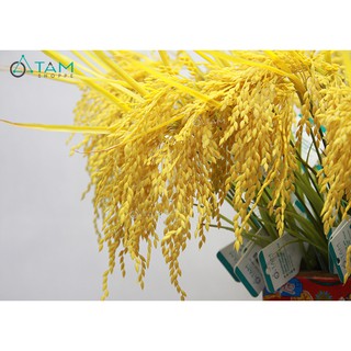 Cành bông lúa giả trang trí y như thật TAN
