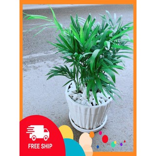 Chậu Cây Cau Tiểu Trâm