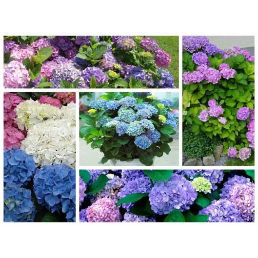Hạt giống hoa Cẩm tú cầu hàng chuẩn kèm quà tặng và hướng dẫn ươm trồng