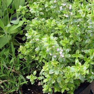 Gói 20 hạt giống cỏ xạ hương thyme