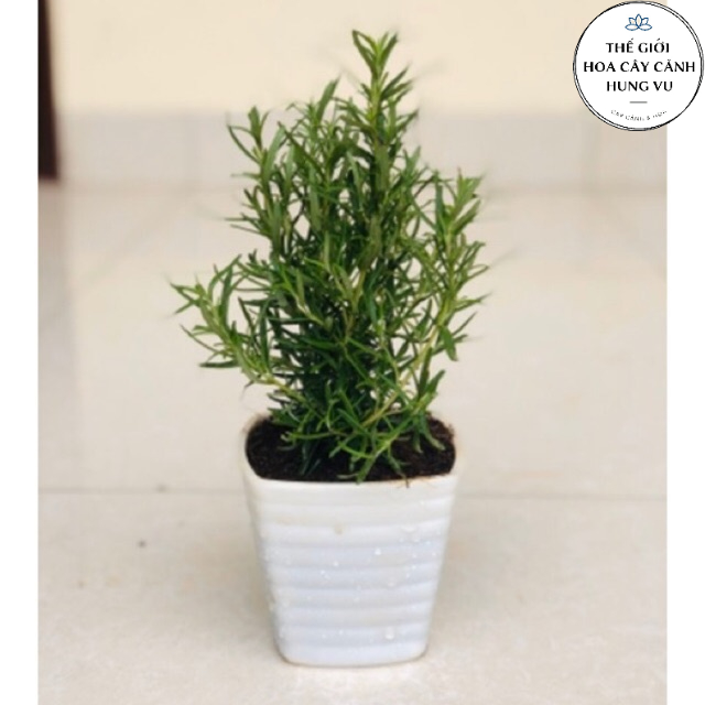 Cây hương thảo - rosemary - THẾ GIỚI HOA CÂY CẢNH cây gia vị với hương thơm dịu nhẹ