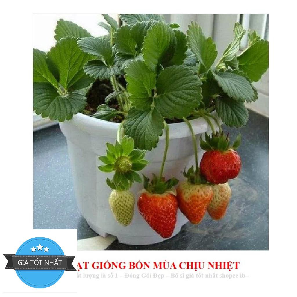 Hạt giống Dâu tây Nhật quả TO, siêu ngọt