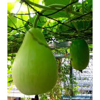 HẠT GIỐNG BẦU TRÒN