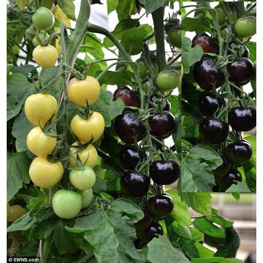 30 Hạt Giống Cà chua Cherry đen F1 Sáng Bóng Sai Quả
