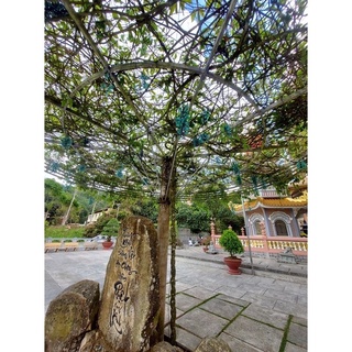 Cây hoa leo móng cọp(1 bầu)