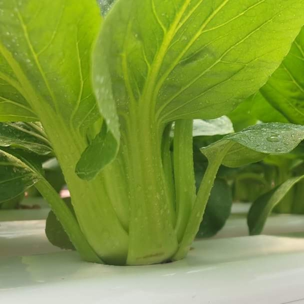 Hạt giống cải thìa Green Pak Choy chịu nhiệt nhập Mỹ - Johnny's Seeds
