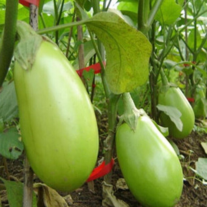 30 hạt giống cà xanh giọt nước