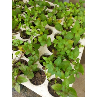 1 cây bạc hà mint thơm bầu ươm