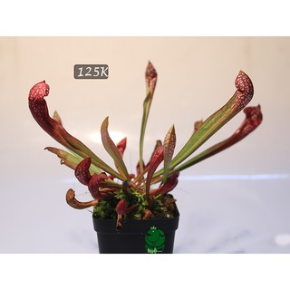 hố bẫy scarllet bele