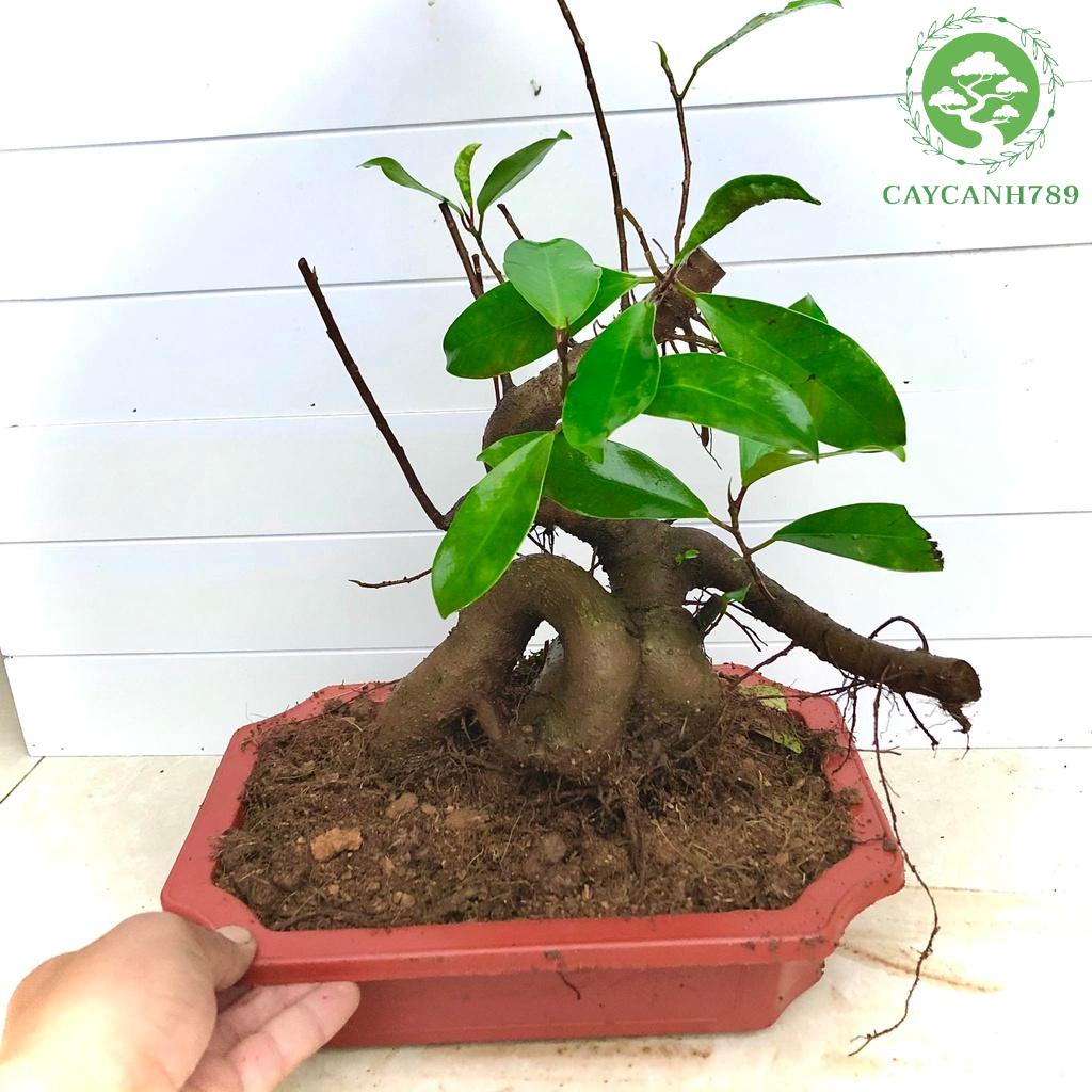 Cây si búp đỏ bonsai mini cao 30 cm