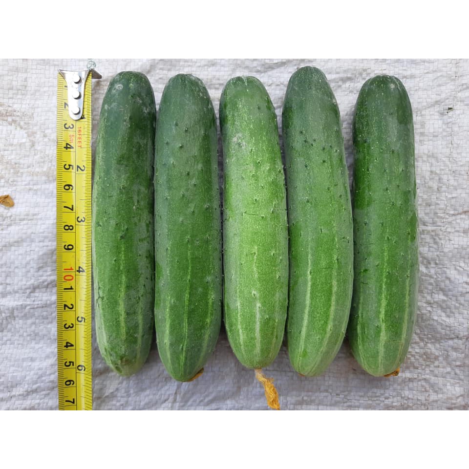Hạt Giống Dưa Leo AGRI MEKONG 666 -