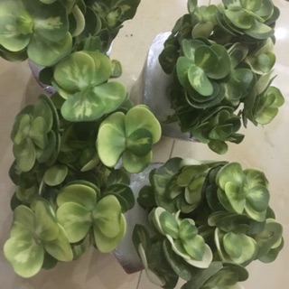 Cây lục bình đột biến - Sen đồng xu var lớn