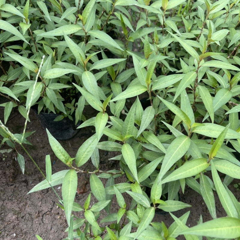 Cây RAU RĂM trồng sẵn bầu nhỏ nhiều ngọn xum xuê,mùi hương nhẹ dùng làm gia vị,rau sống