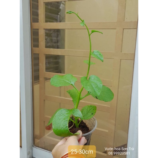 Cây giống rau MỒNG TƠI.