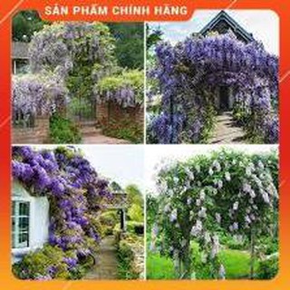 HẠT GIỐNG HOA TỬ ĐẰNG 3H