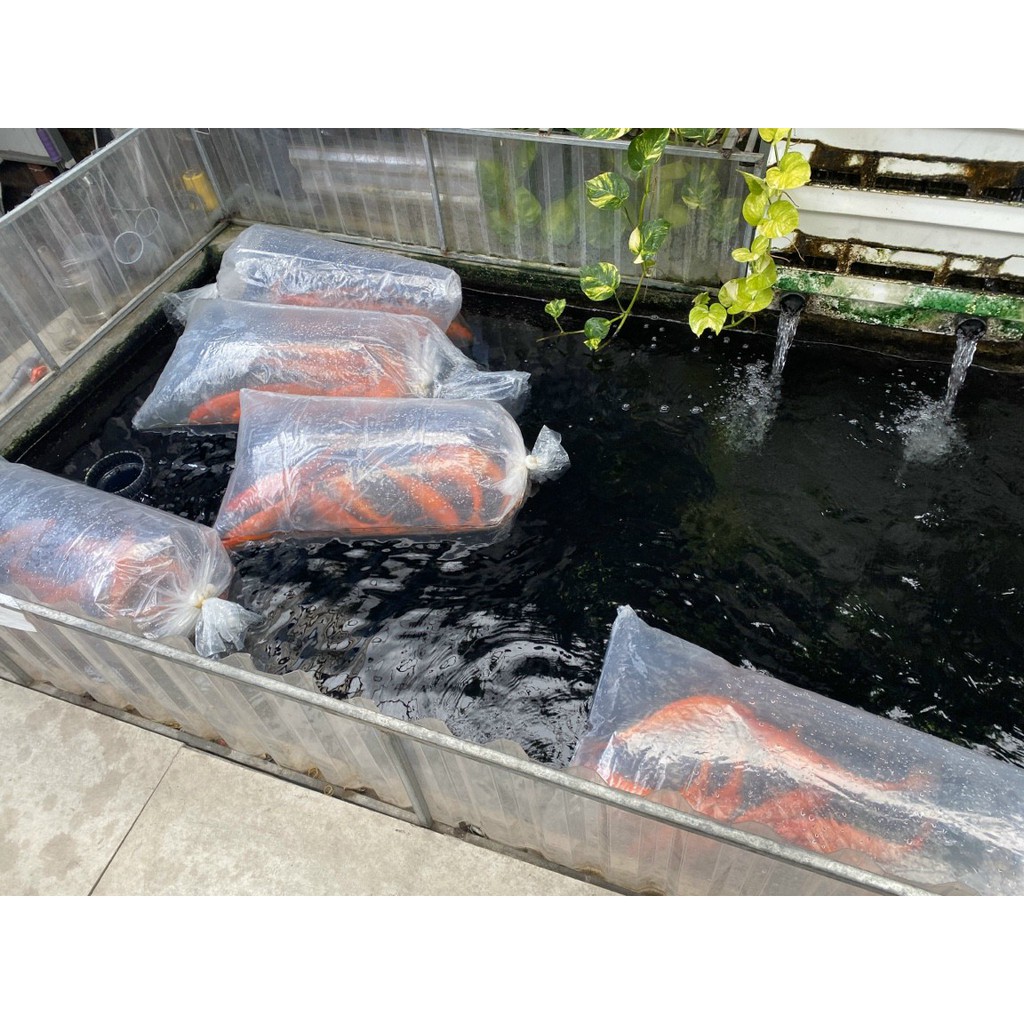 1Kg Túi Nilong Dày Đóng Cá To Kích Thước 130x60cm
