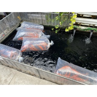 1kg túi nilong dày đóng cá to kích thước 130x60cm