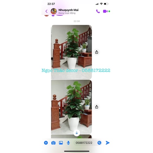 Cây trầu bà leo cột giả 1m6