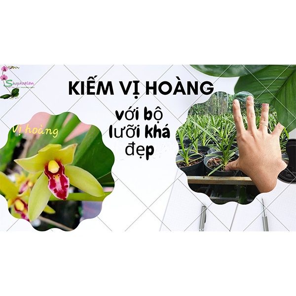 [Giá hủy diệt]10 loại phong lan kiếm phan trí ,xanh huế