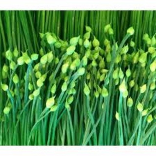 HẠT GIỐNG HẸ BÔNG RADO523