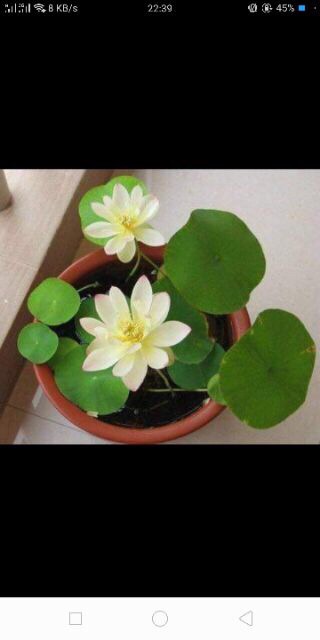 Hạt giống sen mini nhật