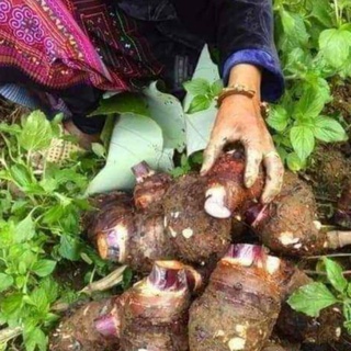 khoai sọ mẹ trồng 1kg
