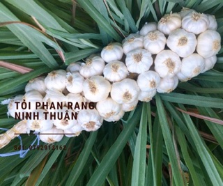 Tỏi chùm Phan Rang