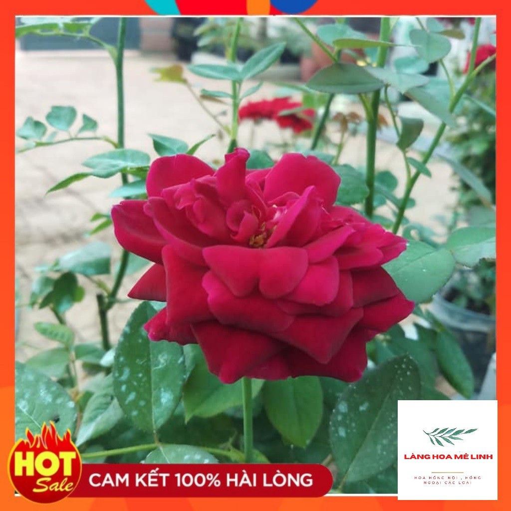 Hoa hồng ngoại The Prince – [HOÀNG TỬ ] của các loài hoa hồng Anh -  mang vẻ đẹp quý tộc thu hút người nhìn.