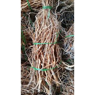 Lũa Rễ Rừng (100g) - ghép bonsai, bố cục