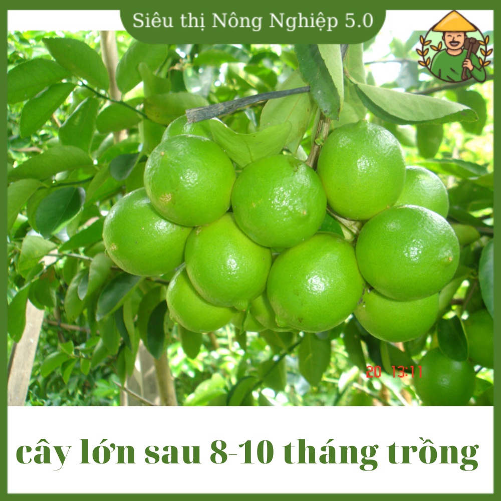 Cây giống chanh không hạt F1, giống chanh giấy đại học nông nghiệp 1, cây chanh mĩ không hạt cao 60cm - 70cm