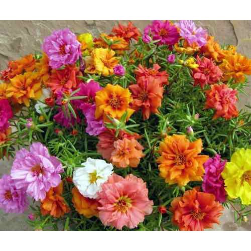 HẠT GIỐNG HOA MƯỜI GIỜ KÉP NHIỀU MÀU HN 11 - GÓI 0,3 GRAM
