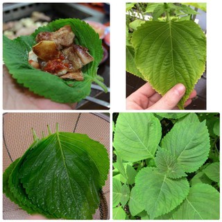 [GIÁ GỐC] Hạt giống là vừng ( lá mè) Hàn Quốc - 0.5 gram
