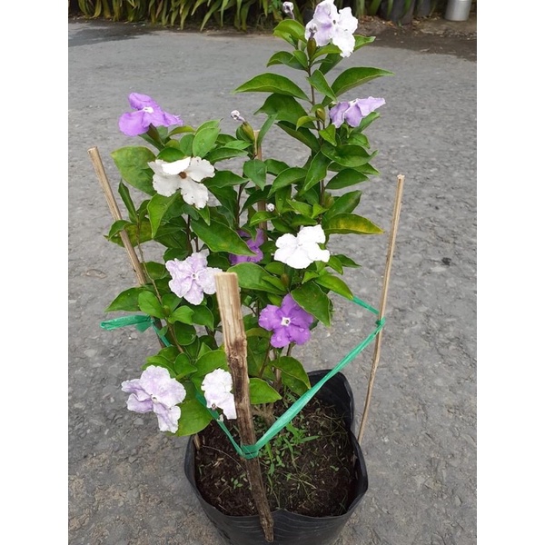 Cây hoa nhài Nhật