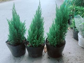 Sơn Tùng 60cm (tính cả bầu)