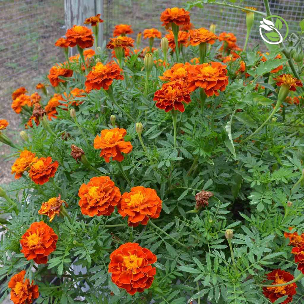 Hạt Giống Hoa Vạn Thọ Pháp PN-06 Phú Nông - Gói 0.2-1g - French Marigold