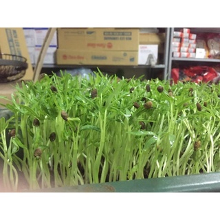 Hạt giống rau muống mầm gói nhỏ 100g