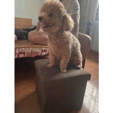 tủ vải khung gỗ 2 buồng Cực Tiện Lợi