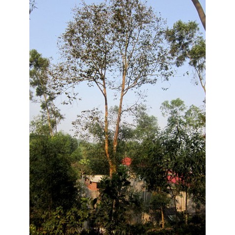 [GIÁ SỈ ] Hạt dổi nếp rừng tây bắc loại 1 cực thơm ngon | BigBuy360 - bigbuy360.vn