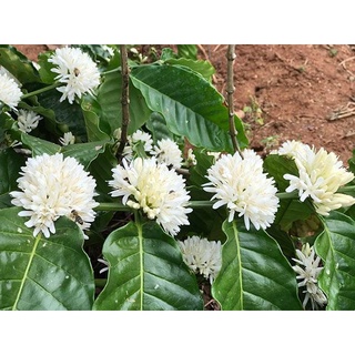 Mật ong hoa cà phê