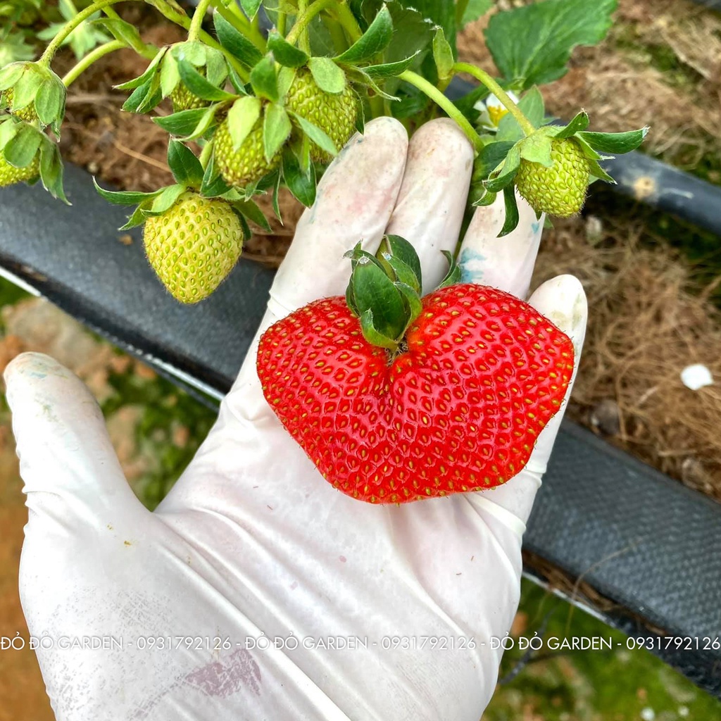 [Giao nhanh 2h] Dâu Giống Hàn Đang Rộ Được Trồng Theo Quy Trình Công Nghệ Cao Tại Đà Lạt _ Hộp giấy | BigBuy360 - bigbuy360.vn