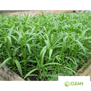 Giống rau muống 10g