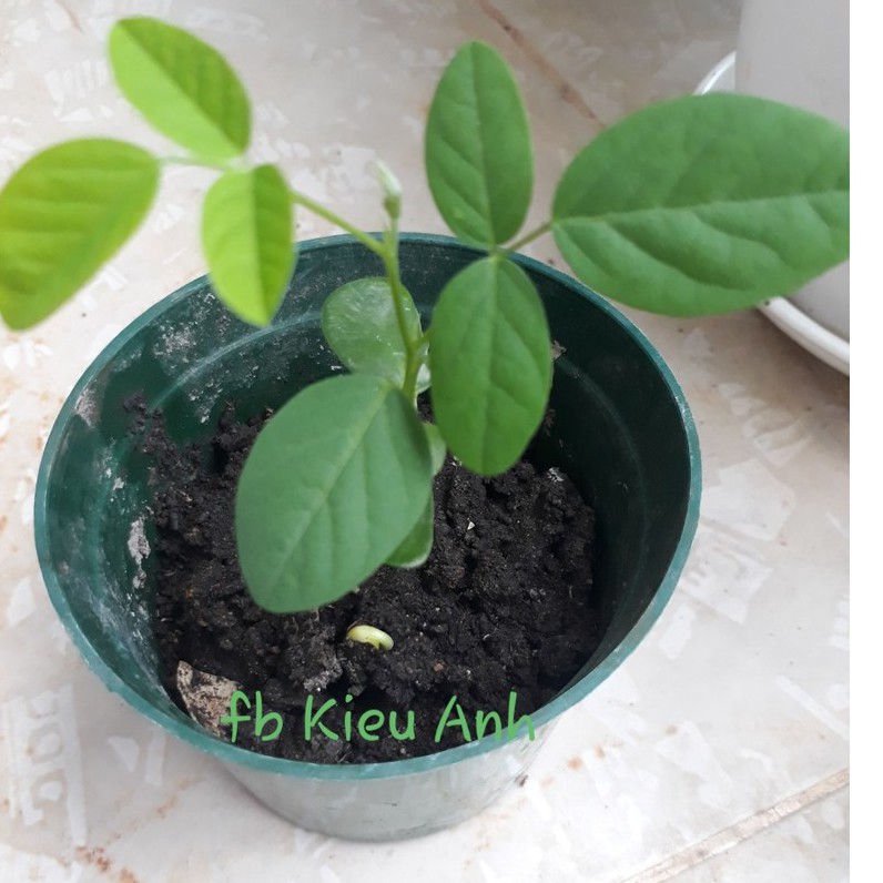 [Seeds] Hạt giống Hoa Đậu Biếc