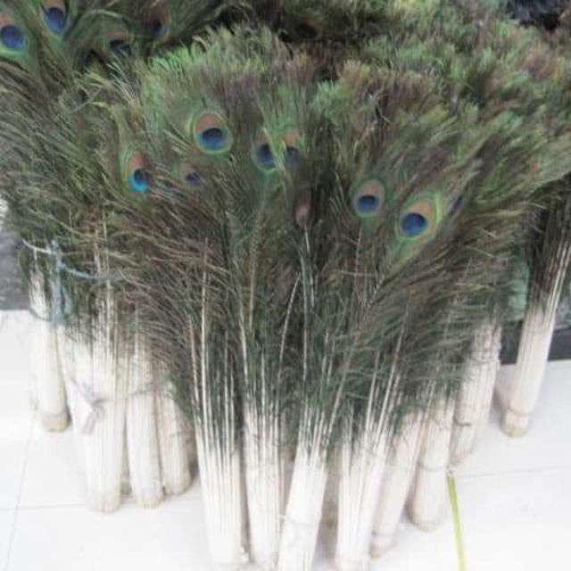 Lông công phong thủy 80-90cm,,,