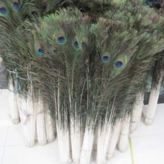 Lông công phong thủy 80-90cm,,,