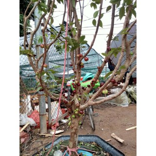 CÂY NHO GỖ 12 VỤ LOẠI NHỚ TRỒNG 6 THÁNG CHO QUẢ