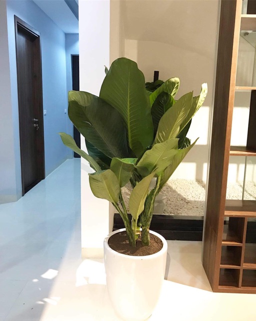 CÂY ĐẠI PHÚ GIA