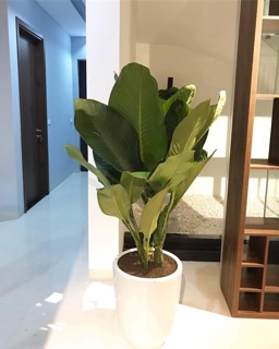 CÂY ĐẠI PHÚ GIA